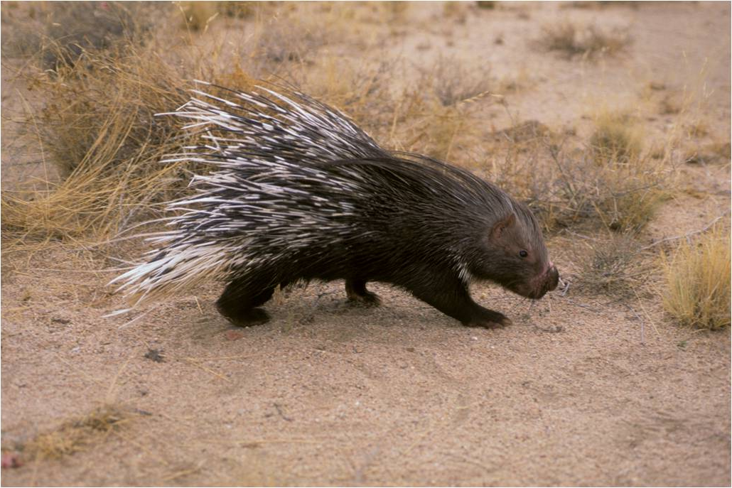 Hunting of Porcupines (Hystrix indica) | Kyama